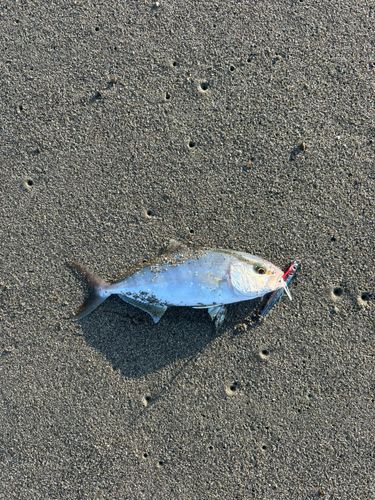 シオの釣果