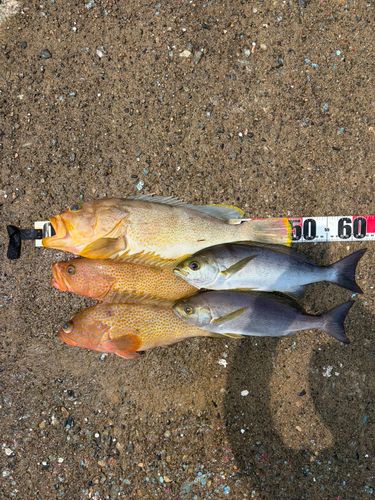 アオハタの釣果