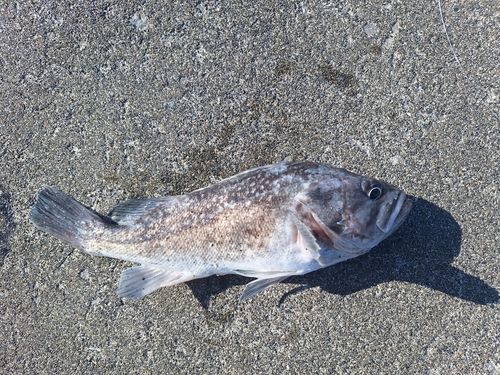 クロソイの釣果