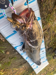 ライギョの釣果