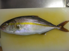 ネイリの釣果