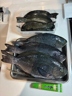 メジナの釣果