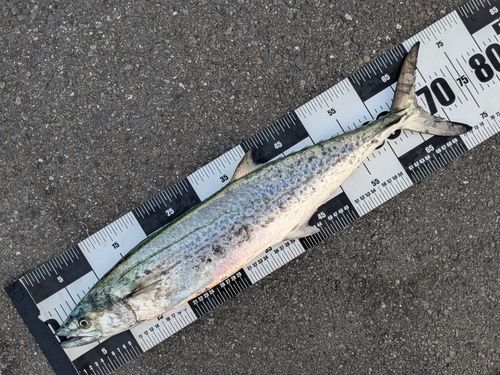 サワラの釣果