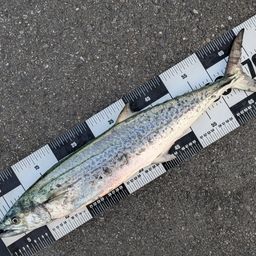 サワラの釣果・釣り情報まとめ【2026年最新】 - アングラーズ | 釣果