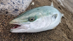 ワラサの釣果