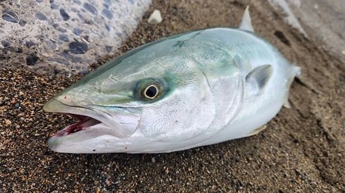 ワラサの釣果