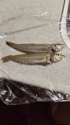 シロギスの釣果