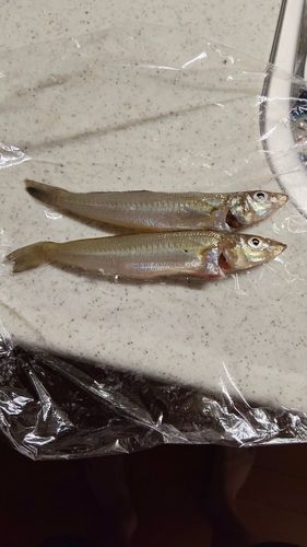 シロギスの釣果