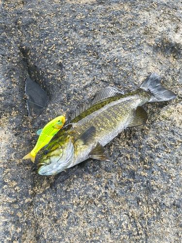 スモールマウスバスの釣果