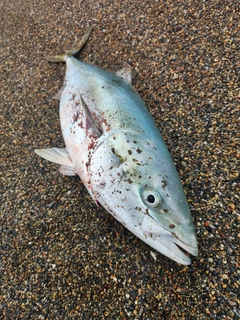 ワラサの釣果