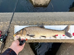 ニゴイの釣果