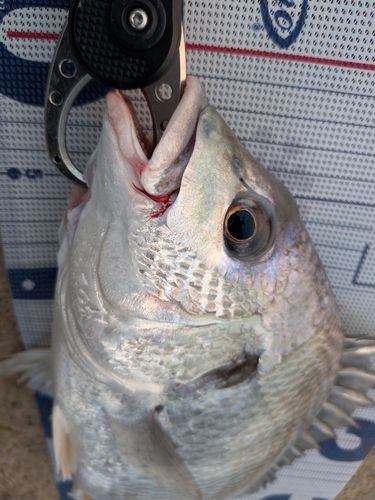キビレの釣果