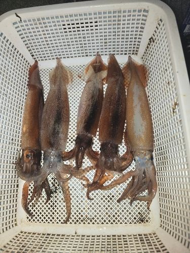 スルメイカの釣果