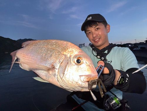 マダイの釣果
