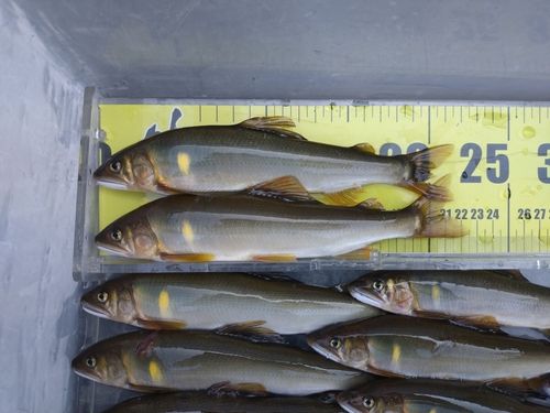 アユの釣果