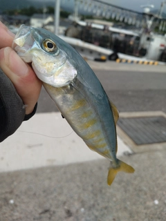 ツバスの釣果