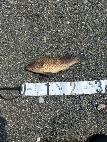 オオモンハタの釣果