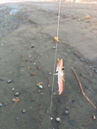 カマスの釣果