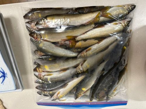 アユの釣果