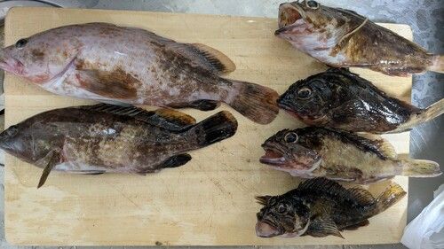 アコウの釣果
