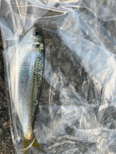 ママカリの釣果