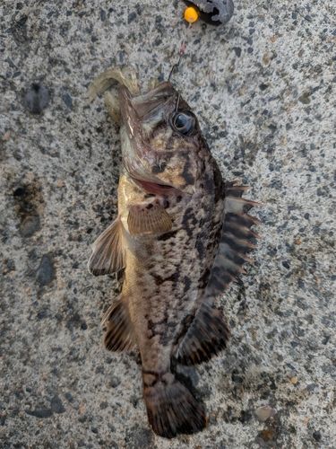 クロソイの釣果