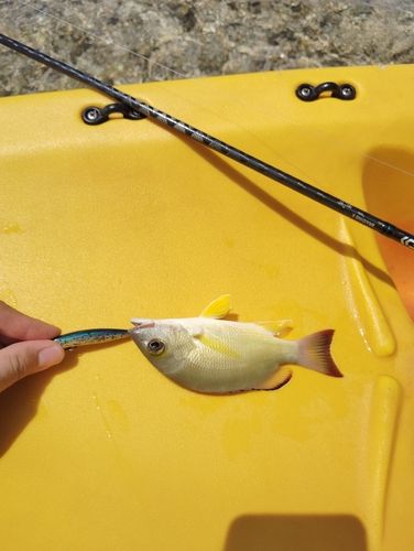 カンモンハタの釣果