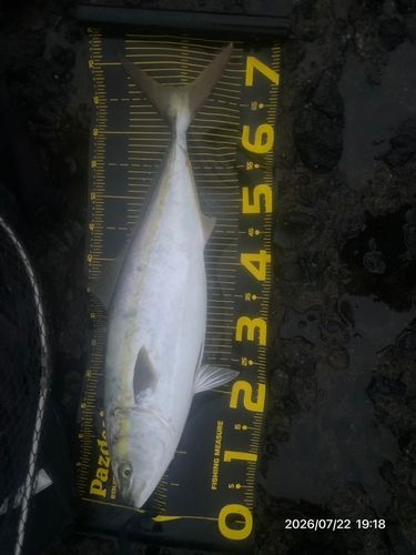ワラサの釣果