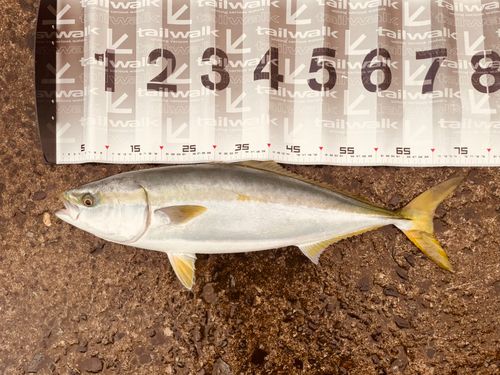 ブリの釣果