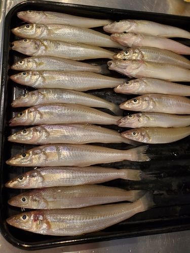 キスの釣果