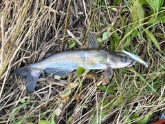 アメリカナマズの釣果