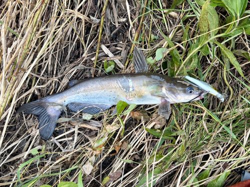 アメリカナマズの釣果