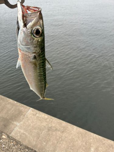 サバの釣果