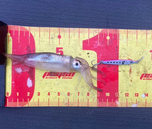 ヒイカの釣果