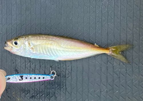 マアジの釣果