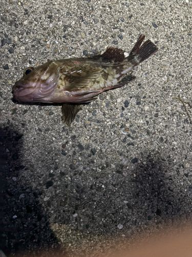 カサゴの釣果