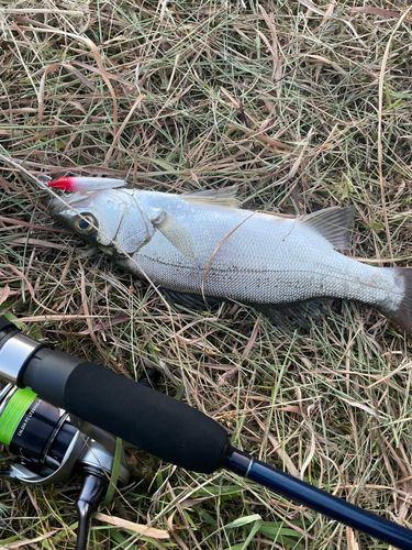 セイゴ（ヒラスズキ）の釣果