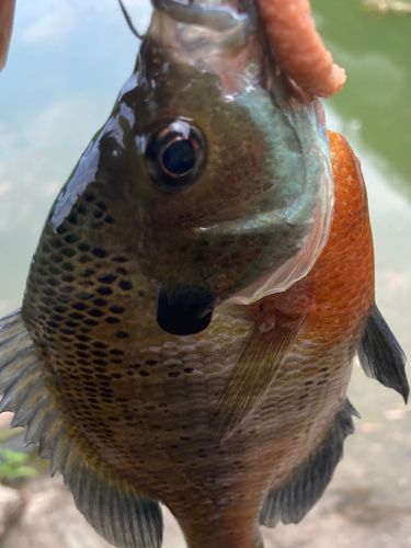 ブルーギルの釣果