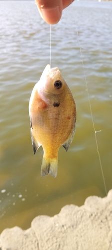 ブルーギルの釣果