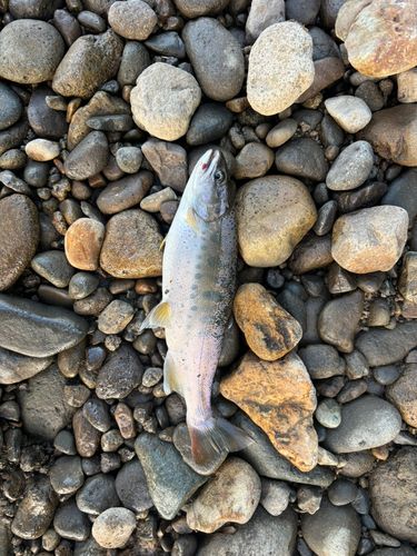 ヤマメの釣果
