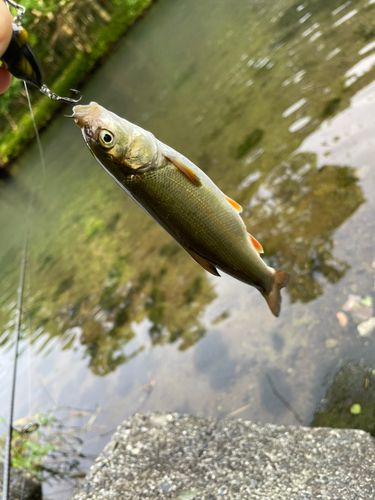 ウグイの釣果