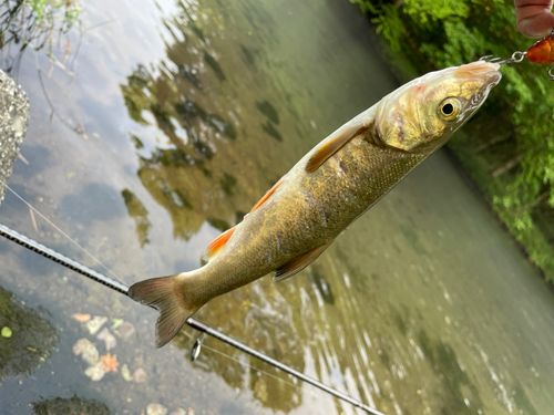 ウグイの釣果