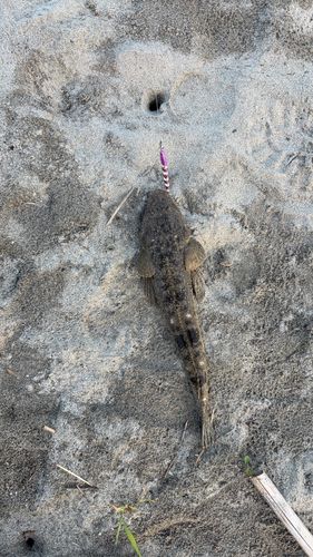 マゴチの釣果