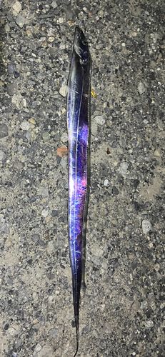 タチウオの釣果