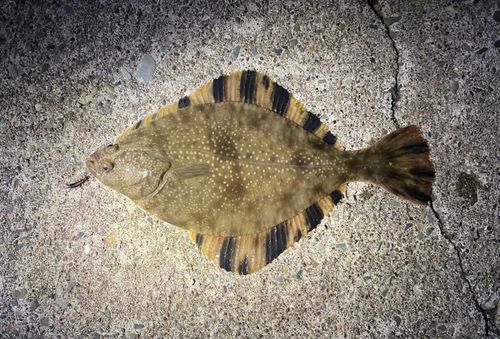 カワガレイの釣果