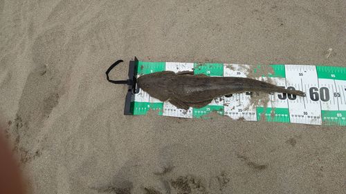 マゴチの釣果