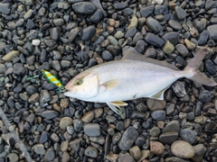 ショゴの釣果