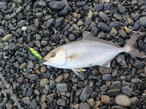 ショゴの釣果