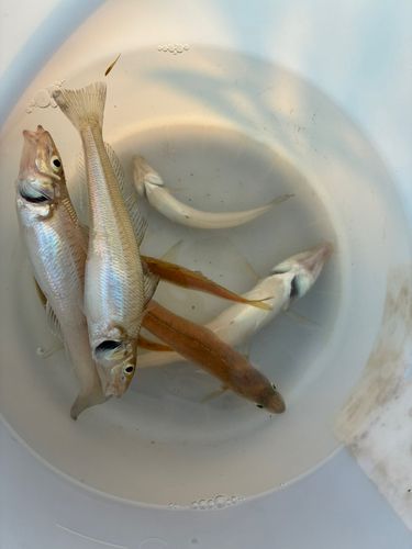 シロギスの釣果
