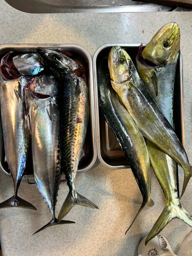 シイラの釣果